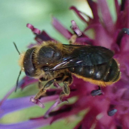 Orange-vented Mason Bee Osmia leaiana