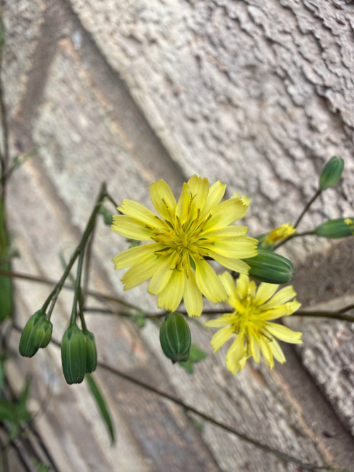 Nipplewort Lapsana communis