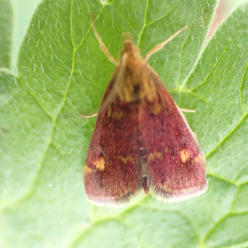 Mint Moth Pyrausta aurata