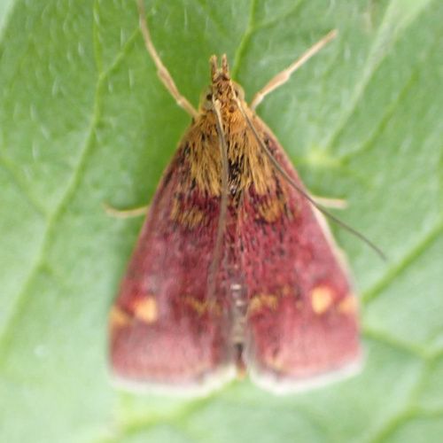 Mint Moth Pyrausta aurata