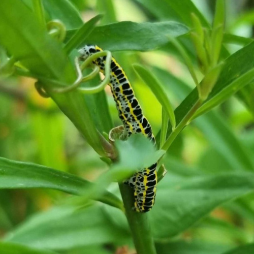 Toadflax Brocade Calophasia lunula