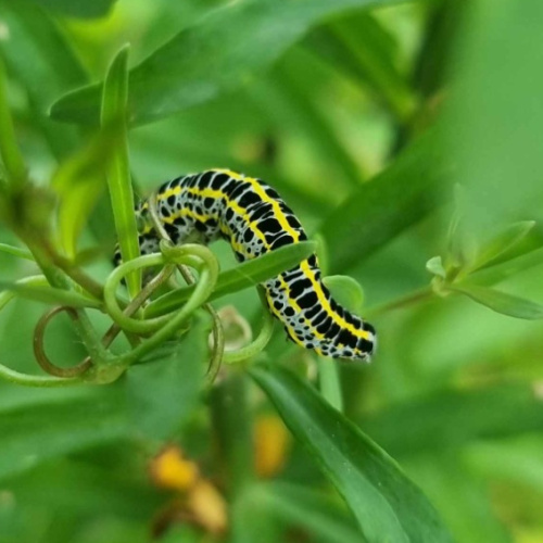 Toadflax Brocade Calophasia lunula
