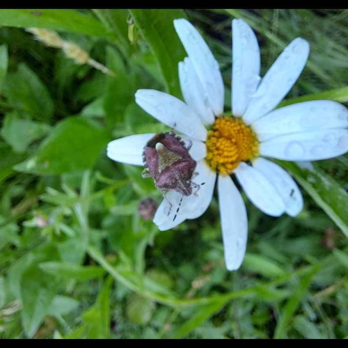 Hairy Shieldbug Dolycoris baccarum