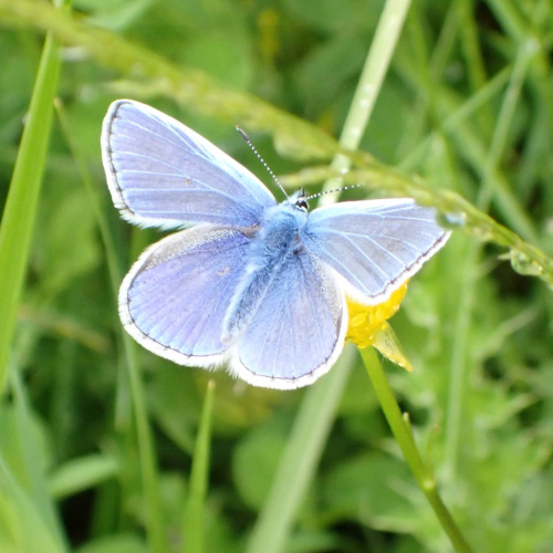 Common Blue Polyommatus icarus