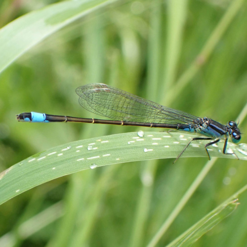 Blue-tailed Damselfly Ischnura elegans
