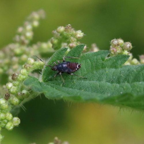  Deraeocoris (Deraeocoris) ruber