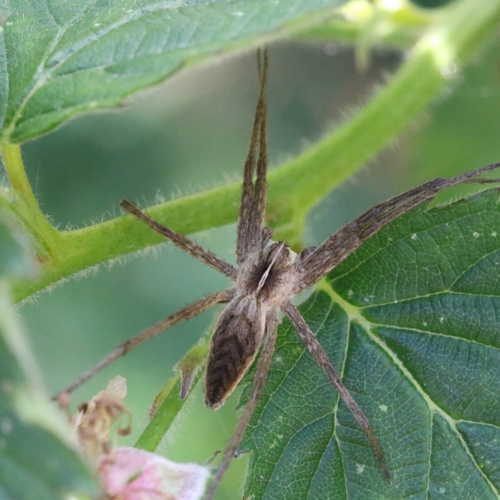 Tent Spider Pisaura mirabilis