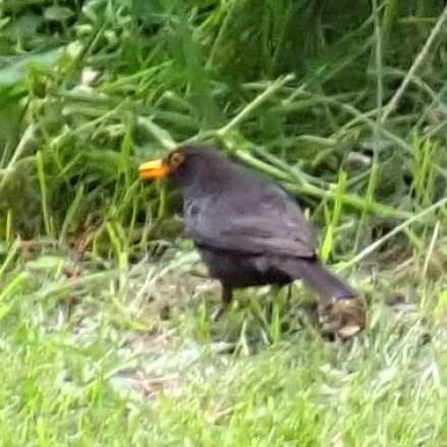 Blackbird | NatureSpot