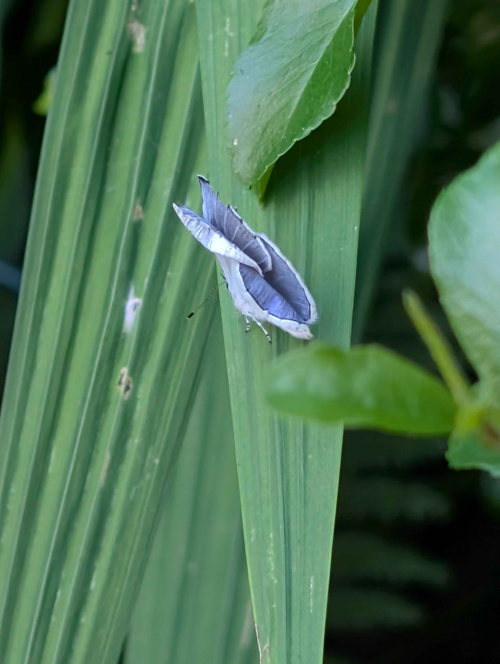Holly Blue Celastrina argiolus