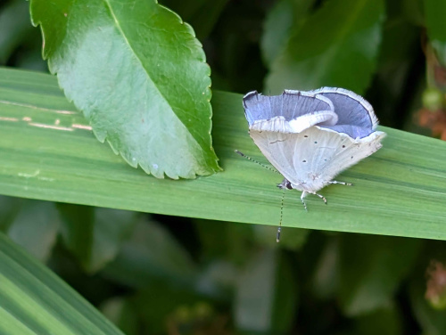 Holly Blue Celastrina argiolus
