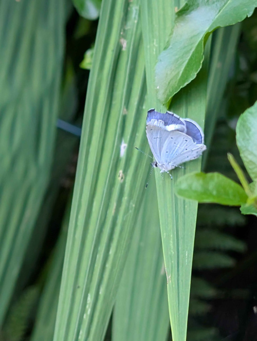 Holly Blue Celastrina argiolus