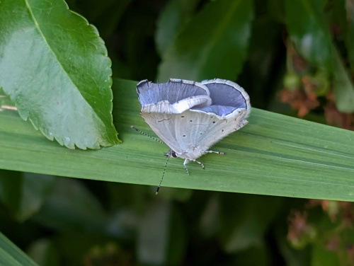 Holly Blue Celastrina argiolus