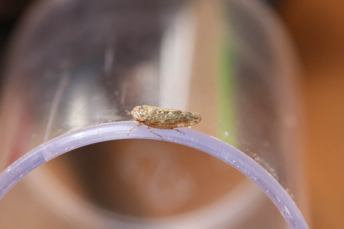 Allygus modestus