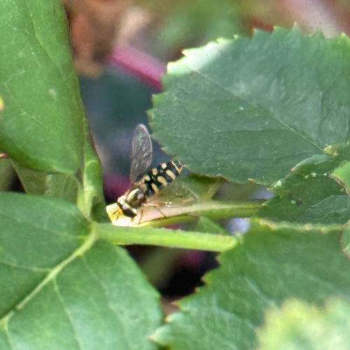  Eupeodes corollae