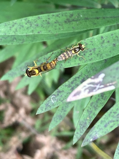  Sphaerophoria scripta