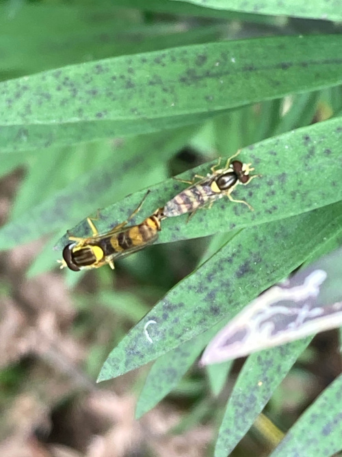  Sphaerophoria scripta