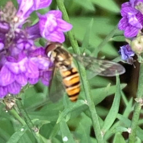 Marmalade Hoverfly Episyrphus balteatus