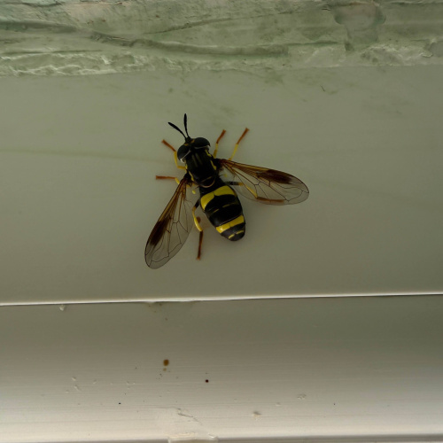  Chrysotoxum bicinctum