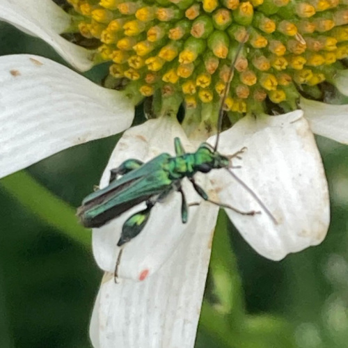 Swollen-thighed Beetle Oedemera nobilis
