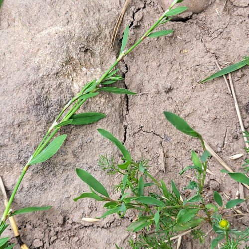 Polygonum aviculare agg.