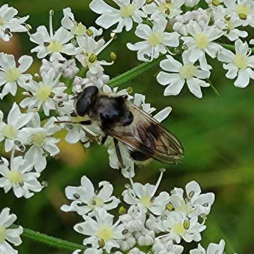  Cheilosia illustrata