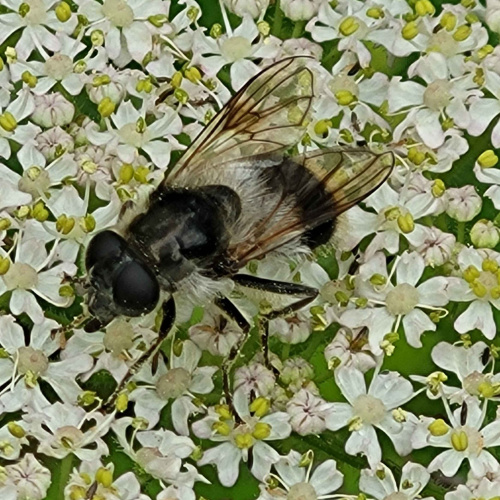  Cheilosia illustrata