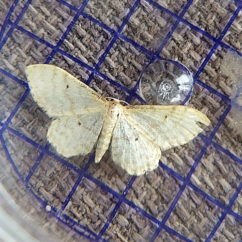 Species image