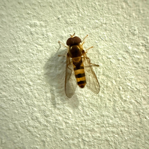  Melangyna cincta
