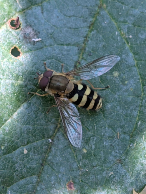  Syrphus