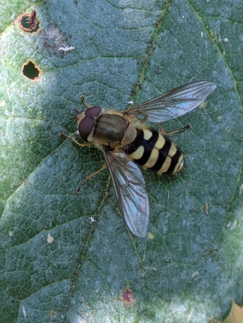  Syrphus