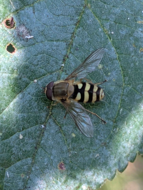  Syrphus