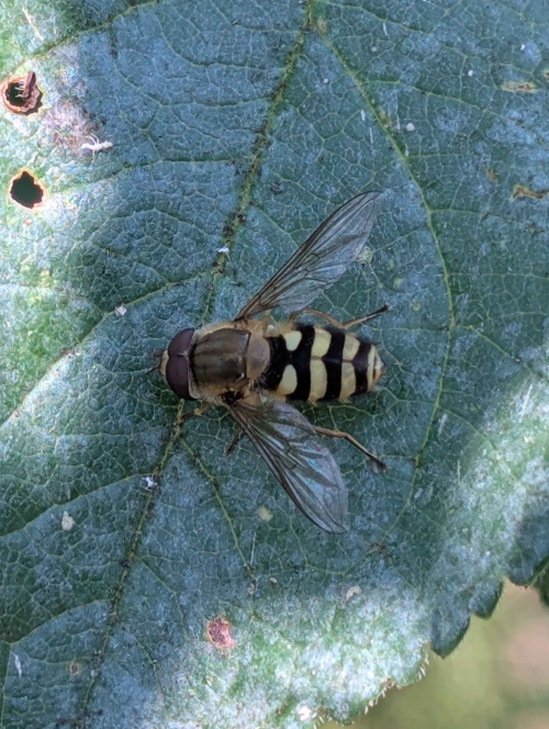  Syrphus