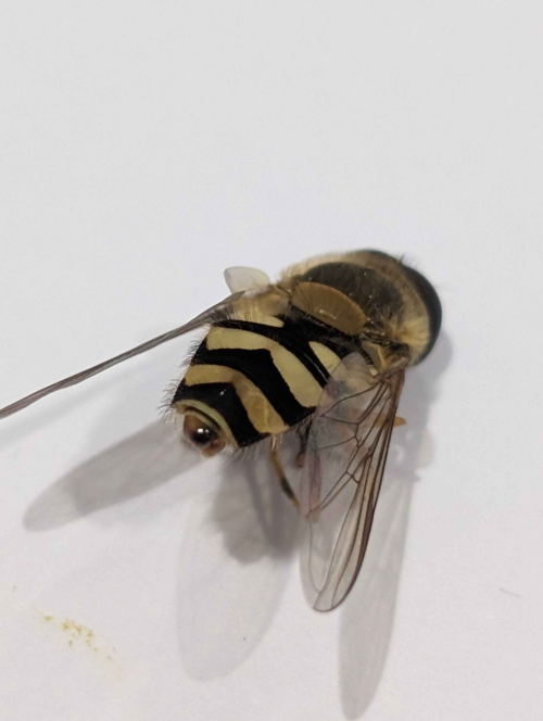  Syrphus