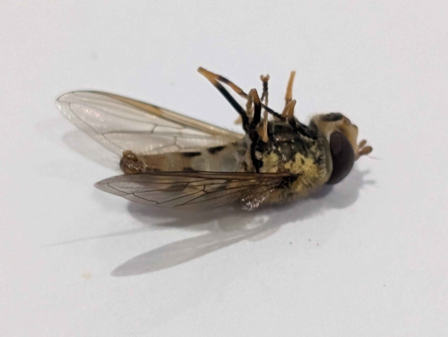  Syrphus