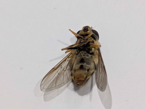  Syrphus