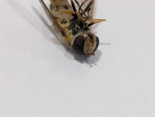  Syrphus