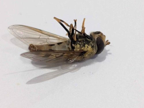  Syrphus