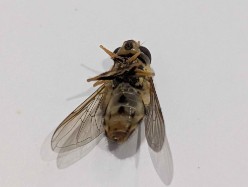 Syrphus