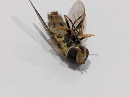  Syrphus