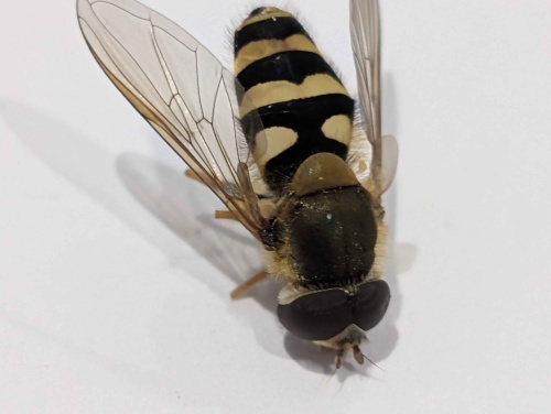  Syrphus