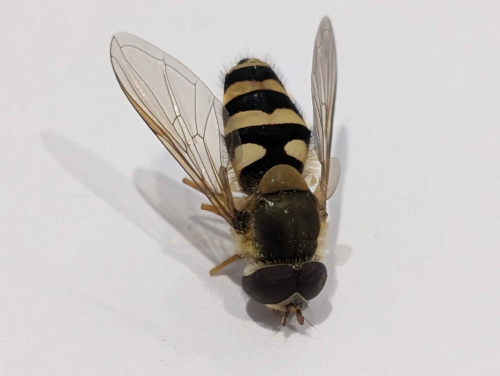  Syrphus