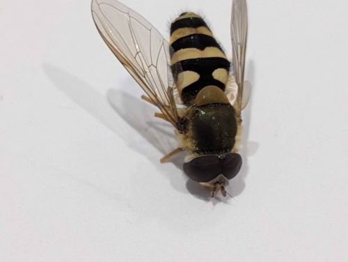  Syrphus