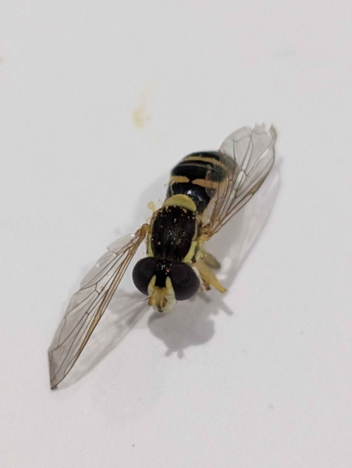  Sphaerophoria