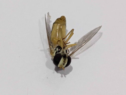  Sphaerophoria