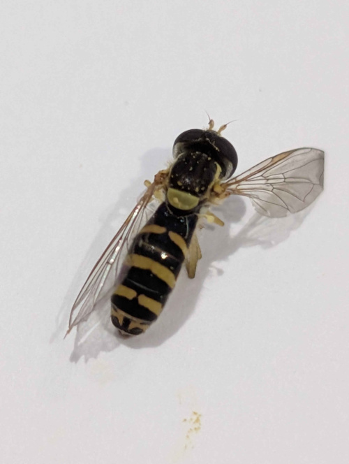  Sphaerophoria