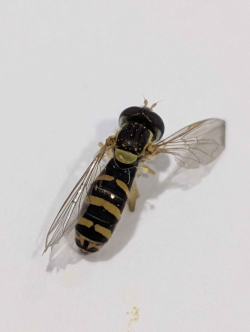  Sphaerophoria