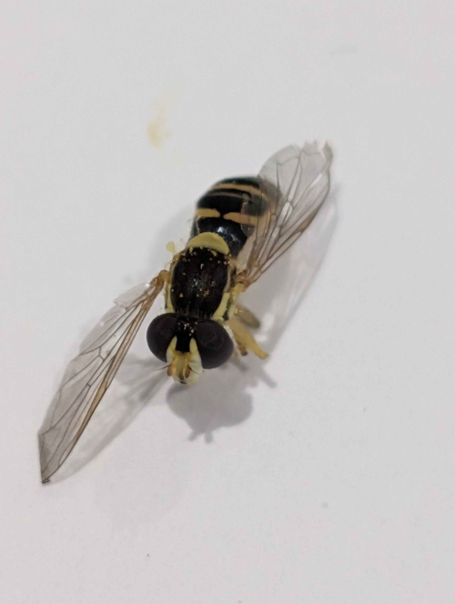  Sphaerophoria