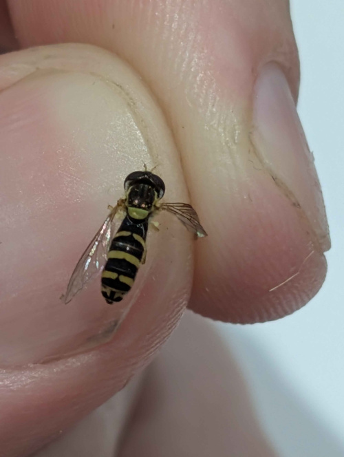  Sphaerophoria