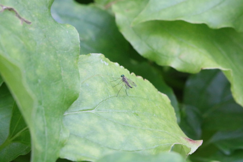 Little Snipefly Chrysopilus asiliformis