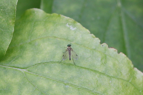 Little Snipefly Chrysopilus asiliformis